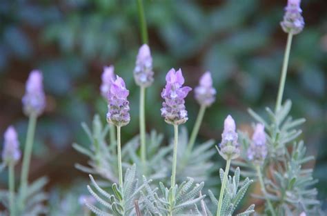 Magical qualities of lavender